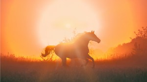 shutterstock_279636863 (3)