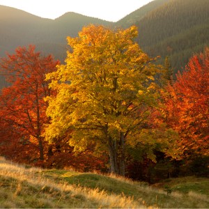 shutterstock_312180044